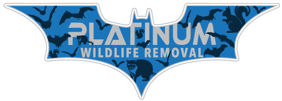 Flushing Wildlife Removal